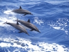 Delfin- Beobachtung (Halbtagestour)